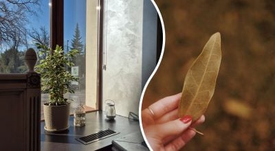 Чому лавр кладуть біля вікон