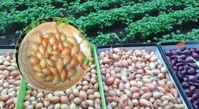 Головна помилка осінньої посадки цибулі: чому вона йде в стрілку замість великих головок