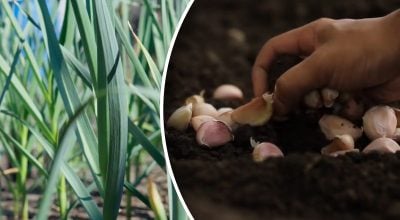 Сусіди для озимого часнику: які культури підвищують урожайність