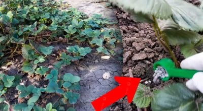 Всего полчайной ложки на куст: чем подкормить клубнику осенью для щедрого урожая