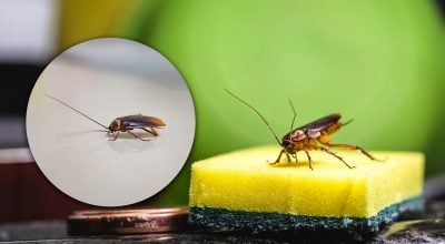 Таргани зникатимуть один за одним: дієвий домашній засіб із борошна