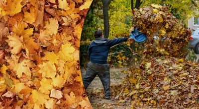 Прибирати опале листя восени більше не потрібно: агроном назвав краще рішення Прибирати опале листя восени більше не потрібно: агроном назвав краще рішення