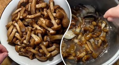 Как замариновать опята на зиму: 3 рецепта вкусной грибной закуски
