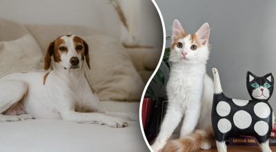 Как избавиться от запаха кошек и собак: эксперты назвали эффективный метод
