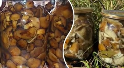 Які гриби небезпечно закривати в банки Які гриби небезпечно закривати в банки