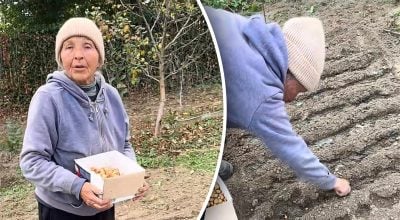 Цибуля переживе морози й дасть ранню зелень: як і коли садити восени
