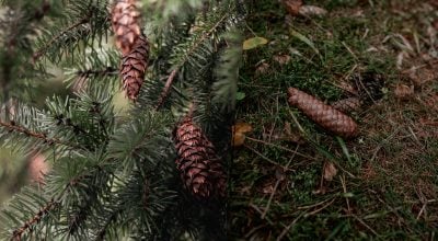 Хвойні голки для саду й городу: 4 способи застосувати опад із користю