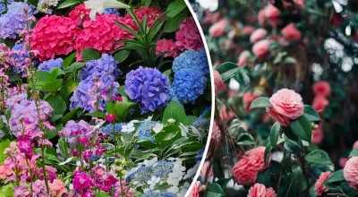 Які кущі можна розмножити живцями в жовтні