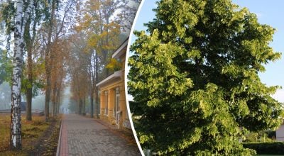 Які дерева категорично заборонено садити біля будинку: прикмети чи наука