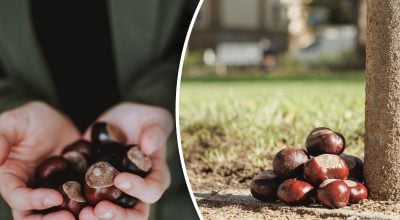 як застосувати каштани для домашніх потреб як застосувати каштани для домашніх потреб