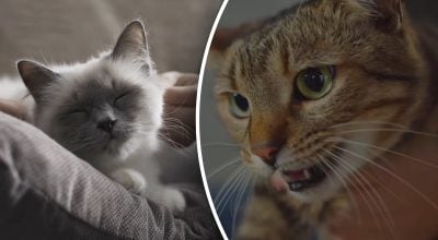 Як зрозуміти, що кішка любить господаря: 6 сигналів, які легко не помітити