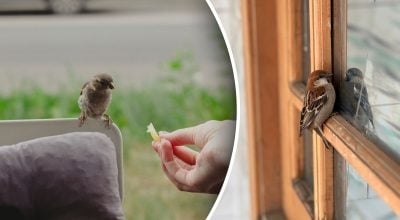 Що символізують горобці, голуби та ластівки
