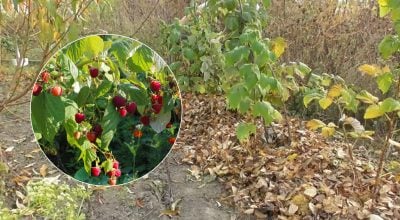 Урожай малины будет вдвое больше: что нужно сделать с кустами до конца октября