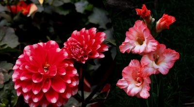 Які квіти викопати до зими: 7 рослин, які не переживуть морозів у ґрунті