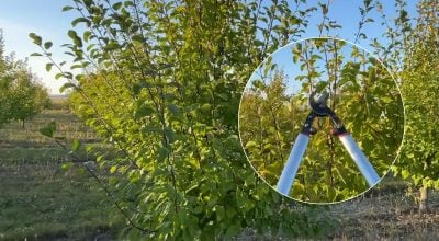 Осіння посадка та обрізка сливи: що потрібно зробити вже зараз для щедрого врожаю