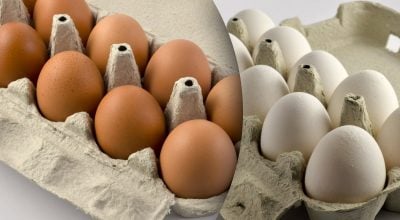 В чём разница между белыми и коричневыми яйцами В чём разница между белыми и коричневыми яйцами