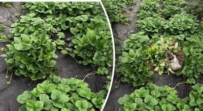 Коли вкривати полуницю на зиму: помилка, через яку кущі можуть загинути