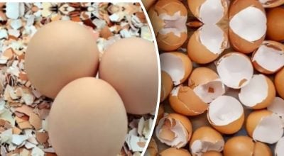 Сире яйце під час посадки рослин