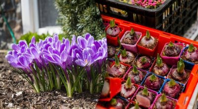 Последний шанс перед морозами: когда ещё можно сажать луковицы весенних цветов
