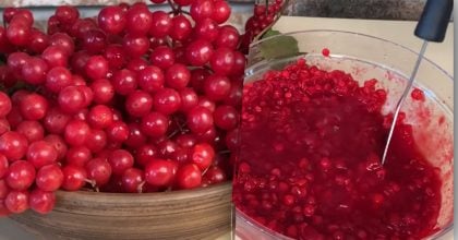 Як зберегти калину до весни без втрати вітамінів: кращі способи заготівлі