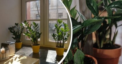 Заміокулькас оживе після застою: допоможуть прості домашні підживлення