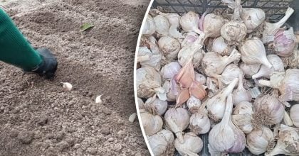 Великий часник без добрив і витрат: агроном назвав 3 прийоми для щедрого врожаю