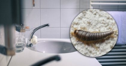 Чешуйницы в ванной исчезнут за ночь: поможет простая ловушка