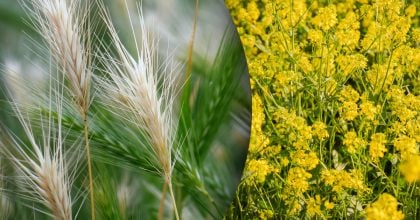 Які сидерати посіяти в жовтні: 3 найкращі культури для ґрунту