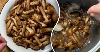 Як замаринувати опеньки на зиму: 3 рецепти смачної грибної закуски