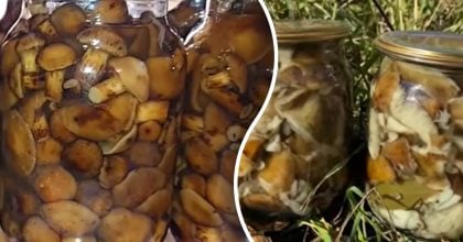 Які гриби заборонено маринувати на зиму: головні табу для консервації