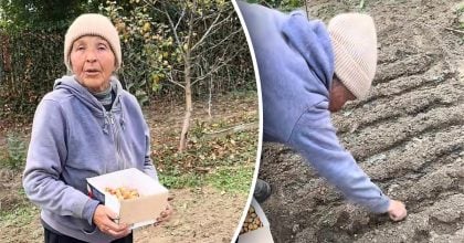 Цибуля переживе морози й дасть ранню зелень: як і коли садити восени