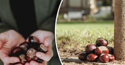 Замінить усю побутову хімію в домі: як використовувати каштани