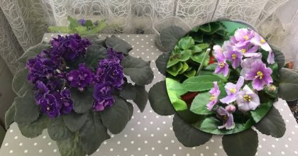 Квіти з'являтимуться знову і знову: рецепт домашнього добрива для фіалок