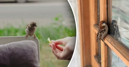 Птах сів на підвіконня або балкон: що це означає за фен-шуй