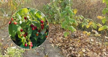 Малина вродить удвічі рясніше: що потрібно зробити з кущами до кінця жовтня