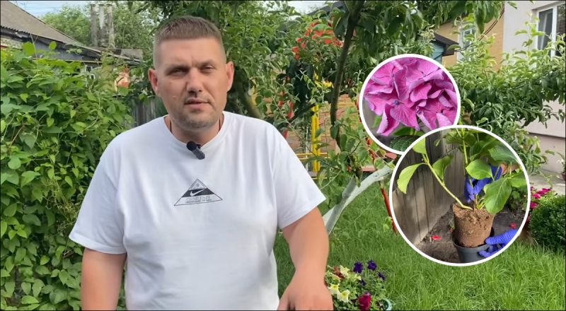 Когда сажать гортензию: осенью есть всего несколько недель