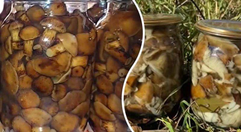 Какие грибы нельзя мариновать на зиму: основные запреты при консервировании