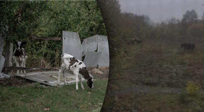 Чат села "вибухнув" через п'ять корів: одна реакція особливо розсмішила користувачів